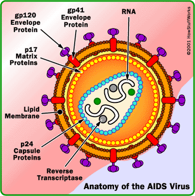 Anatomy of the Aids Virus.