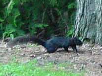 Black Squirrel