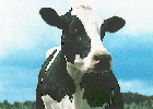 cow