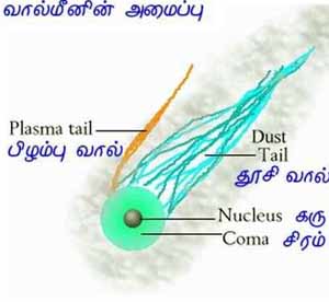 வால் மீனின் அமைப்பு