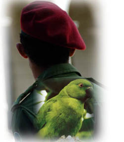 Parrot_Soldier